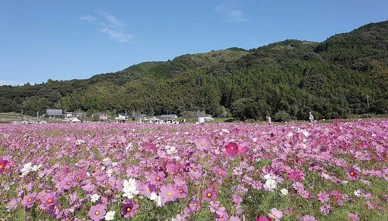 岡部町殿地区 コスモス祭り