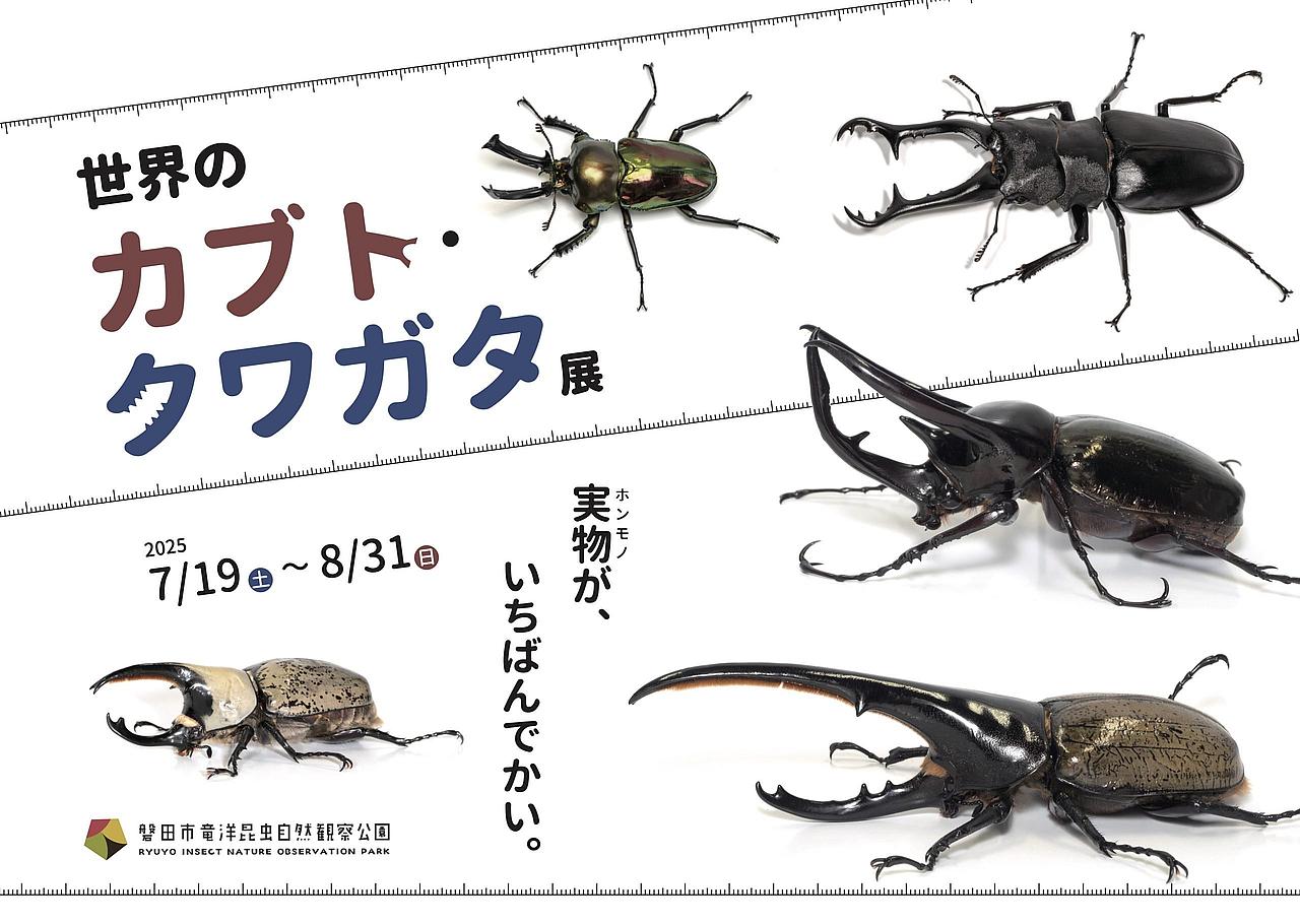世界のカブト・クワガタ展の写真