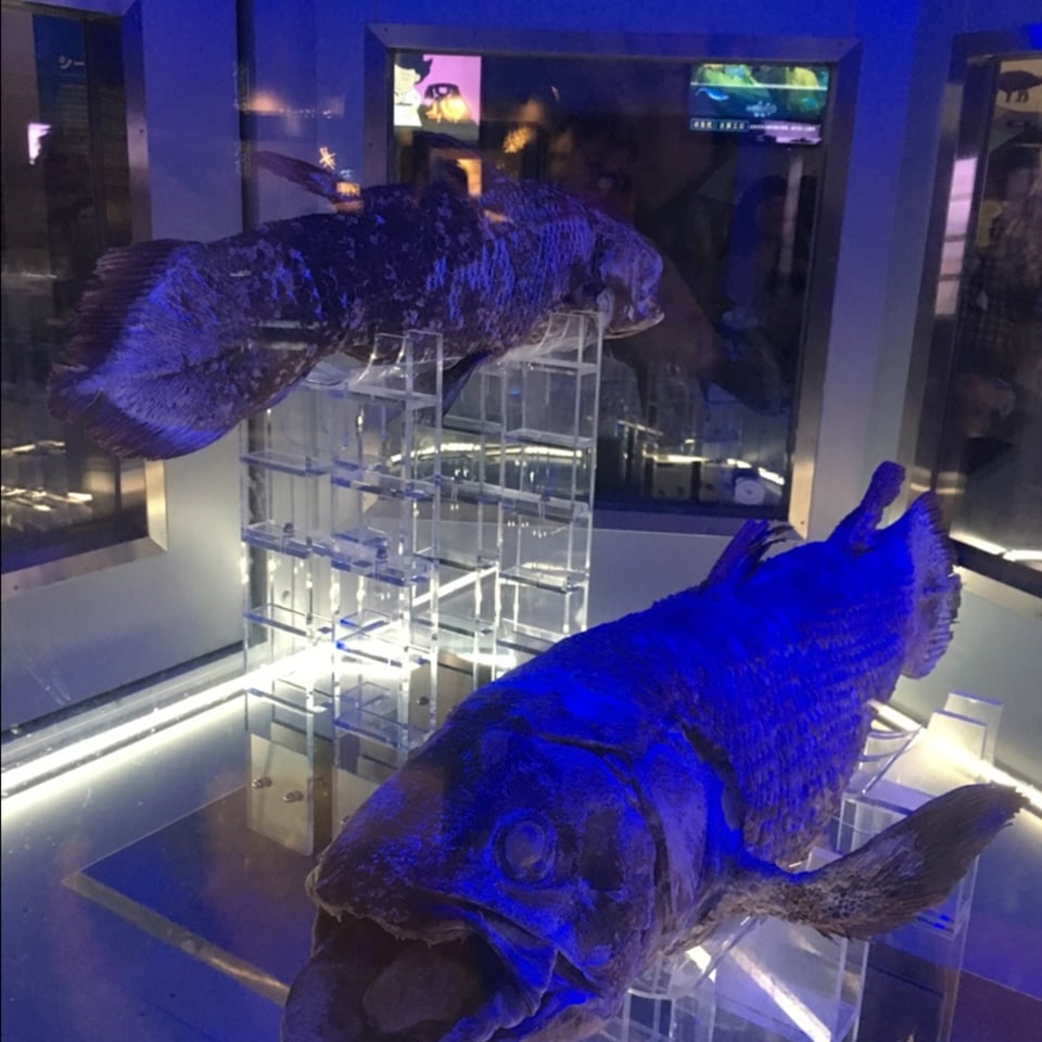 沼津港深海水族館~シーラカンス・ミュージアム~ 画像4