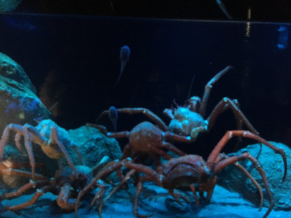沼津港深海水族館~シーラカンス・ミュージアム~ 画像2