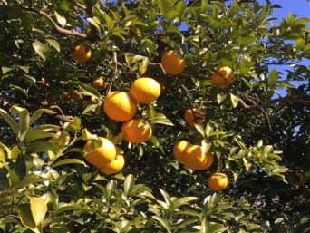 甘夏みかん狩り<伊東市宇佐美地区/吉田地区/城ヶ崎地区>
