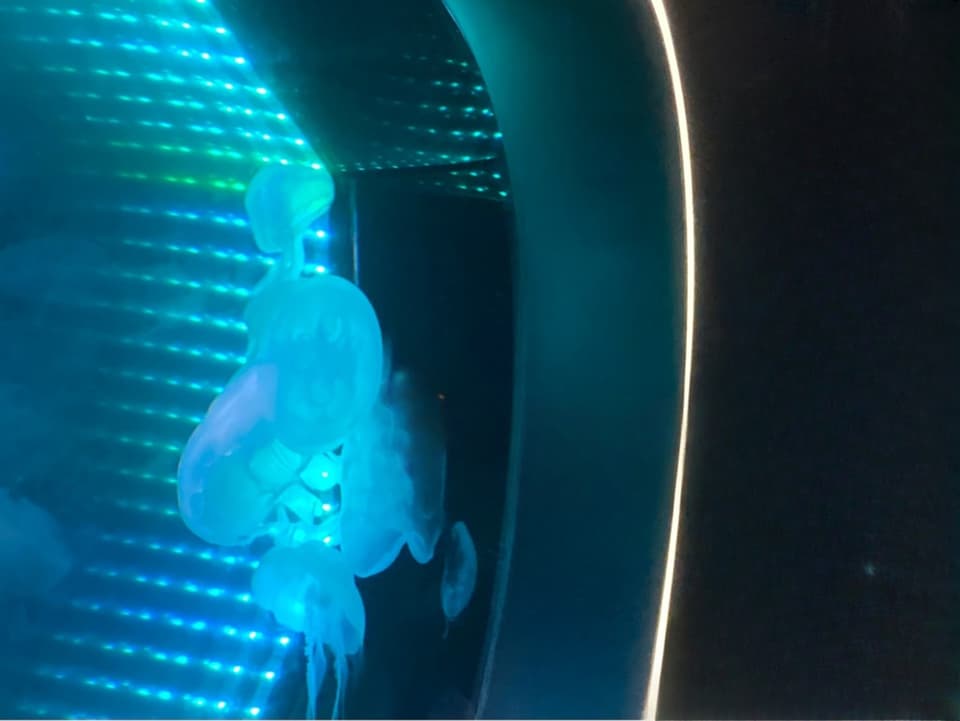 沼津港深海水族館~シーラカンス・ミュージアム~