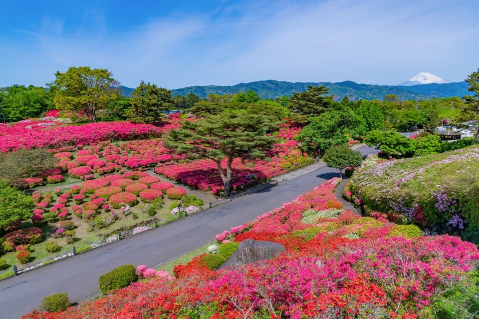 小室山公園つつじ観賞会 2025 - 40種10万本の絶景!画像