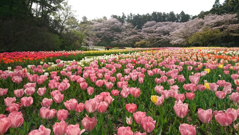 春爛漫!花咲く楽園へGO!浜名湖花フェスタ2025画像