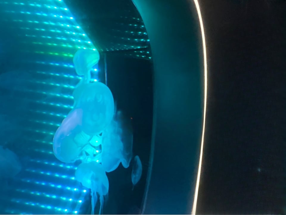 沼津港深海水族館~シーラカンス・ミュージアム~